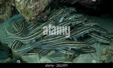 Die Schule der gestreiften Wels versteckt sich in einer Korallenhöhle. Gestreifter Aalwels (Plotosus lineatus), Nahaufnahme. Rotes Meer, Ägypten Stockfoto