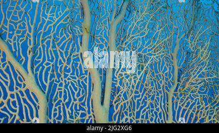 Details der weichen Koralle Giant Gorgonian oder Sea Fan (Subergorgia mollis). Nahaufnahme von Korallen. Rotes Meer, Ägypten Stockfoto