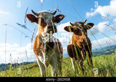 Neugierige Kühe, die die Kamera betrachten, grasen auf grüner Wiese. Stockfoto