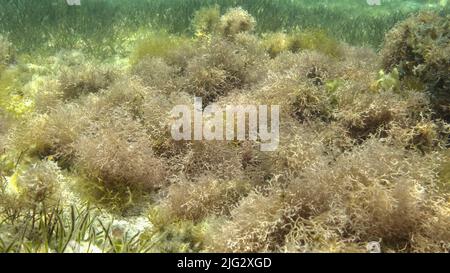 Dichtes Dickicht aus Rotalgen, Braunalgen und grünem Seegras in flachem Wasser in den Strahlen des Sonnenlichts. Unterwasserlandschaft, Rotes Meer, Ägypten Stockfoto