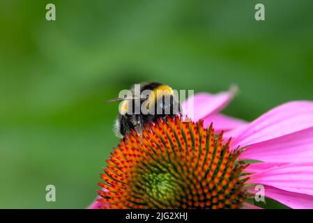Hummel sitzt auf einer Blütenblüte Stockfoto