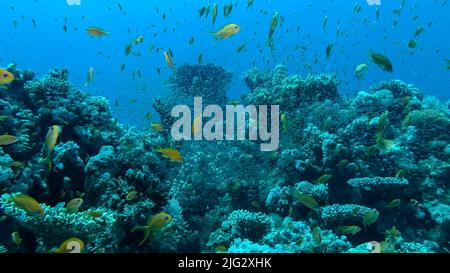 Riesige Schule von LyRetail Anthias (Pseudanthias squamipinnis) und Glassfish schwimmt in der Nähe des Korallenriffs. Unterwasserleben am Korallenriff im Ozean. Rote SE Stockfoto