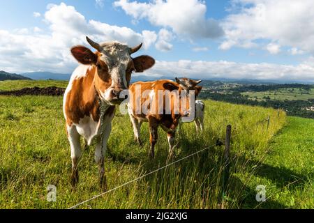 Neugierige Kühe, die die Kamera betrachten, grasen auf grüner Wiese. Stockfoto