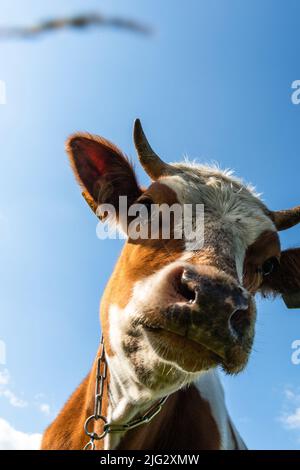 Neugierige Kuh, die die Kamera anschaut, die auf einer grünen Wiese grast. Stockfoto