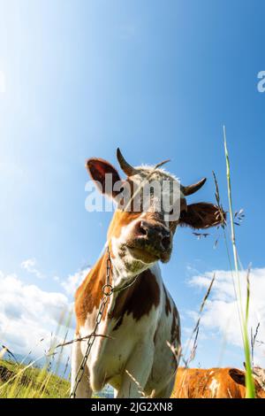 Neugierige Kuh, die die Kamera anschaut, die auf einer grünen Wiese grast. Stockfoto