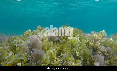 Dichtes Dickicht aus Rotalgen, Braunalgen und grünem Seegras in flachem Wasser in den Strahlen des Sonnenlichts. Unterwasserlandschaft, Rotes Meer, Ägypten Stockfoto