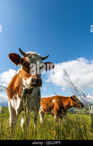 Neugierige Kuh, die die Kamera anschaut, die auf einer grünen Wiese grast. Stockfoto