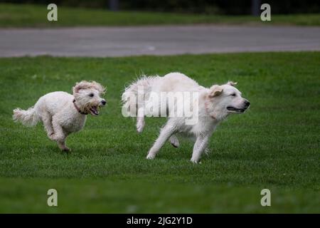 Zwei weiße Hunde jagen sich auf grünem Gras in einem Park in Auckland Stockfoto