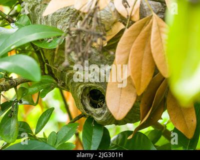 Im Spätsommer brütet eine mediane Wasp (Dolichovepula media) in einem Lorbeerbaum in einem Garten. Somerset, England. Stockfoto