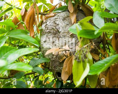 Im Spätsommer brütet eine mediane Wasp (Dolichovepula media) in einem Lorbeerbaum in einem Garten. Somerset, England. Stockfoto