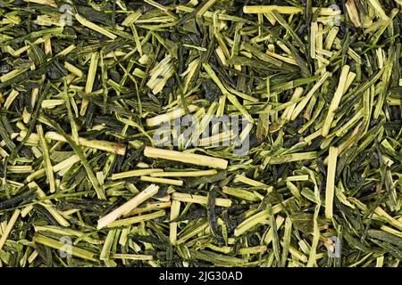 Japanische Teekräuter mit grünem Zweig, genannt „Kukicha“, hergestellt aus Kamelienpflanzen Stockfoto