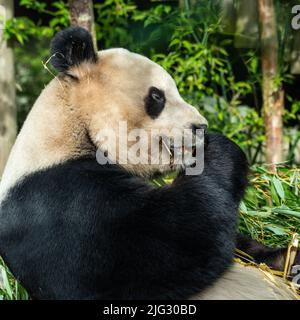 Ein Riesenpanda sitzt und isst Bambusschüsse. In freier Wildbahn verbrauchen sie 10-15kgs pro Tag Bambus Stockfoto