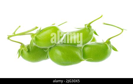 Grüne Kichererbsen in der Hülse, isoliert auf weißem Hintergrund. Cicer arietinum. Beschneidungspfad Stockfoto