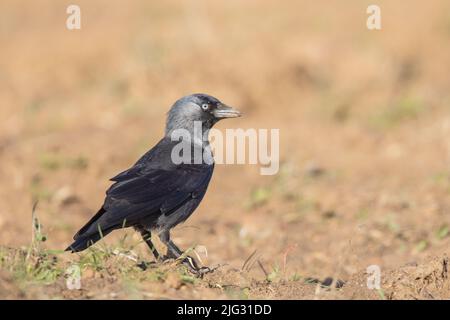 Dohlendaw (Corvus monedula, Coloeus monedula), auf dem Boden liegend, Deutschland Stockfoto