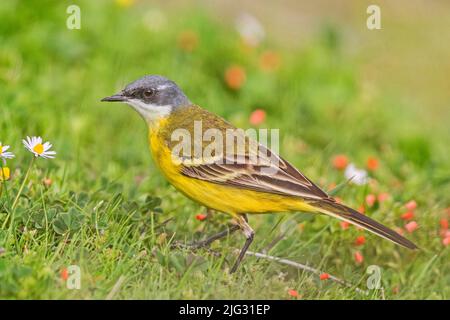 Gelbe Bachstelze (Motacilla flava), in einer blühenden Wiese, Seitenansicht, Deutschland Stockfoto