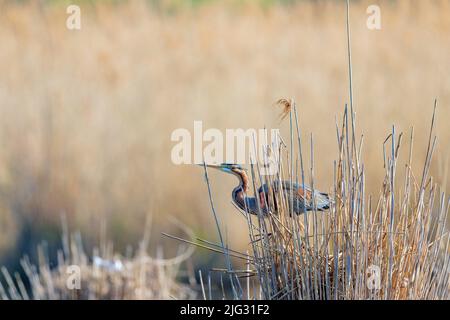 Purpurreiher (Ardea purpurea), auf seinem Nest in Schilfzone, Deutschland Stockfoto