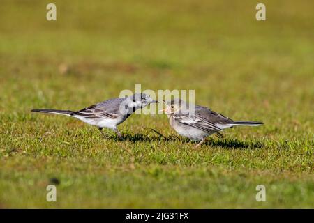 Bachstelze, weiße Bachstelze (Motacilla alba), Jungvögel auf einer Wiese füttern, Deutschland Stockfoto