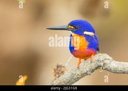 Azure Kingfisher (Ceyx azureus, Alcedo Azureus, Alcedo azureus), männlich, Australien, Northern Territory, Kakadu Nationalpark Stockfoto