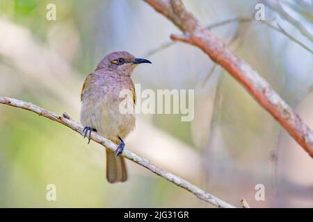 Brauner Honigfresser (Lichmera indistincta), auf einem Zweig gelegen, Australien, Northern Territory Stockfoto