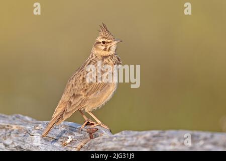 Haubenlerche (Gallerida cristata), auf totem Holz, Seitenansicht, Deutschland Stockfoto