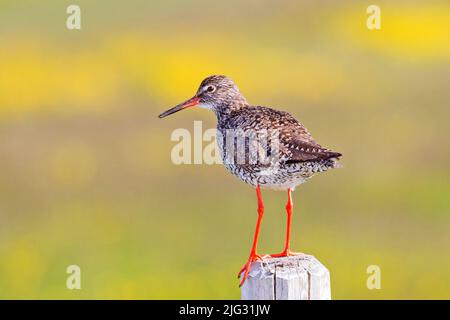 Gemeiner Rotschenkel (Tringa totanus), steht auf einem Holzpfosten, Deutschland Stockfoto