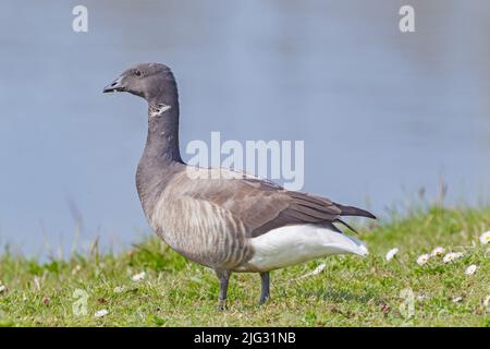 brent Gans (Branta bernicla), steht auf einer Wiese am Ufer, Deutschland, Schleswig-Holstein, Helgoland Stockfoto