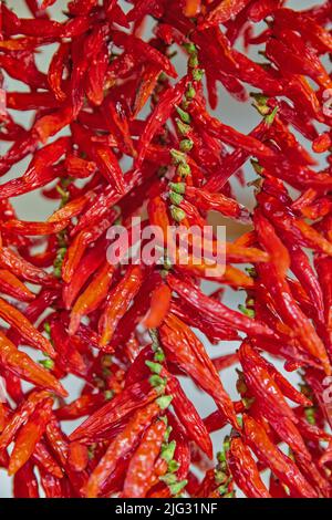 Chili (Capsicum spec. ), frisches Obst zum Trocknen aufgehängt, Mercado dos Lavradores, Madeira, Funchal Stockfoto