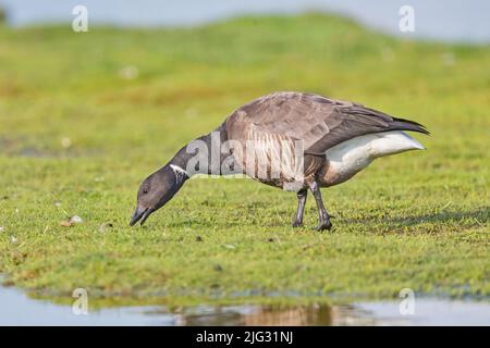 brent Gans (Branta bernicla), Futtersuche, Deutschland Stockfoto