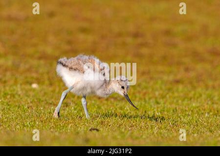 pied Avocet (Recurvirostra avosetta), Küken auf einer Wiese, Seitenansicht, Deutschland Stockfoto