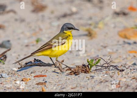 Dunkelköpfiger Schwalbenschwanz, Graukopf-Schwalbenschwanz, Gelber Schwalbenschwanz (Motacilla flava thunbergi, Motacilla thunbergi), auf sandigem Boden stehend, Seitenansicht, Stockfoto