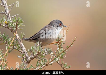 sardischer Waldsänger (Sylvia melanocephala), Weibchen auf einem Ast, Griechenland Stockfoto