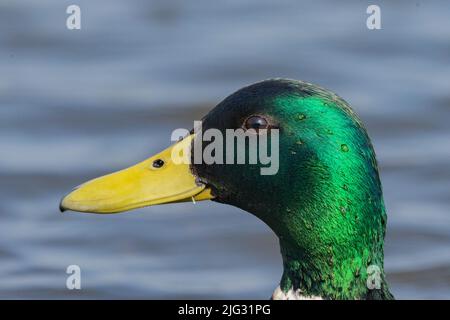 mallard (Anas platyrhynchos), drake im Zuchtgefieder, Portrait, Deutschland Stockfoto