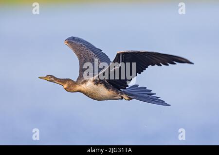 Australischer Darter (Anhinga novaehollandiae), im Flug, Australien, Northern Territory, Kakadu Nationalpark Stockfoto