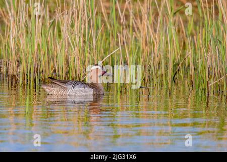 garganey (Anas querquedula), schwimmender drake, Seitenansicht, Deutschland Stockfoto