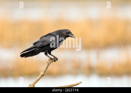 Kanarische Ostinsel Raven (Corvus corax jordansi, Corvus jordansi), auf einem toten Ast, Seitenansicht, Kanarische Inseln, Fuerteventura Stockfoto