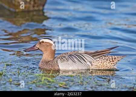 garganey (Anas querquedula), schwimmender drake, Seitenansicht, Deutschland Stockfoto