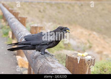 Die ostKanarische Insel Raven (Corvus corax jordansi, Corvus jordansi), Barschen auf einem Holzzaun und essen Fruchtstücke, Kanarische Inseln, Fuerteventura Stockfoto