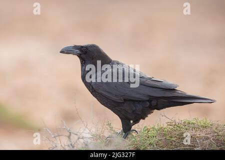 Kanarische Inseln Raven (Corvus corax jordansi, Corvus jordansi), auf einem Strauch, Seitenansicht, Kanarische Inseln, Fuerteventura Stockfoto