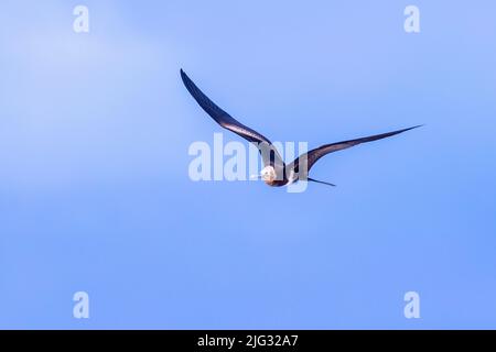 Kleiner Fregattvögel, kleiner Fregattvögel (Fregata ariel), im Flug am Himmel, Australien Stockfoto