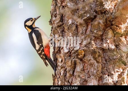 Buntspecht (Picoides major, Dendrocopos major), Weibchen auf einem Baumstamm, Deutschland Stockfoto