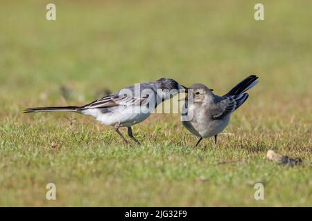 Bachstelze, weiße Bachstelze (Motacilla alba), Jungvögel auf einer Wiese füttern, Deutschland Stockfoto