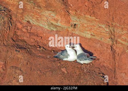 Nördlicher Eisfulmar, arktischer Eisfulmar (Fulmarus glacialis), Paar an einer Klippe, Deutschland, Schleswig-Holstein, Helgoland Stockfoto