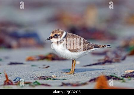 Ringelpfeifer (Charadrius hiaticula), am Strand auf Nahrungssuche, Seitenansicht, Deutschland, Schleswig-Holstein, Helgoland Stockfoto