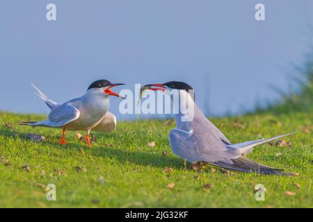 Seeschwalbe (Sterna hirundo), Erwachsene ernährt fast reife junge Menschen, Niederlande, Texel Stockfoto