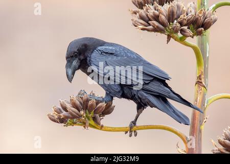 Die ostKanarische Insel Raven (Corvus corax jordansi, Corvus jordansi), auf einer verblassten Agavenblüte, Kanarische Inseln, Fuerteventura Stockfoto