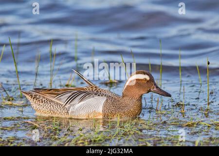 garganey (Anas querquedula), schwimmender drake, Seitenansicht, Deutschland Stockfoto