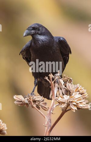 Die ostKanarische Insel Raven (Corvus corax jordansi, Corvus jordansi), auf einem getrockneten Blütenstand einer Agave, Kanarische Inseln, Fuerteventura Stockfoto