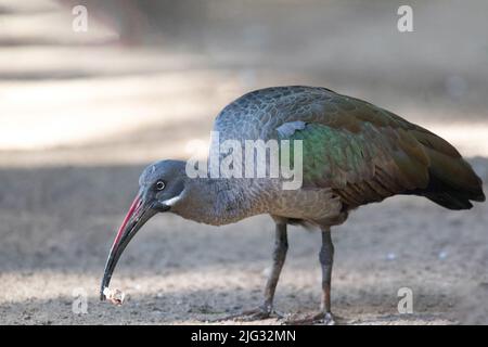 Hadeda Ibis (Bostrychia hagedash, Hagedashia hagedash), Nahrungssuche, Kanarische Inseln, Fuerteventura Stockfoto