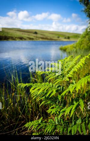 Linshiels Lake im Otterburn Training Area, Northumberland Stockfoto