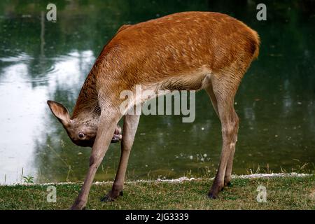 Hirsch Weibchen am See, Porträt von Rehe auf dem Hintergrund des Sees Wasser. Rotwild - Cervus elaphus. Stockfoto